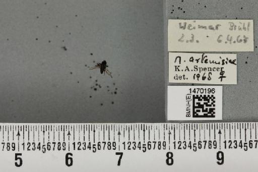 Melanagromyza artemisiae Spencer, 1957 - BMNHE_1470196_44747
