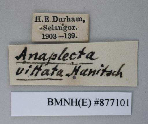 Anaplecta vittata Hanitsch, 1923 - Anaplecta vittata Hanitsch, 1923, unsexed, non type, labels. Photographer: Aging Wang. BMNH(E)#877101