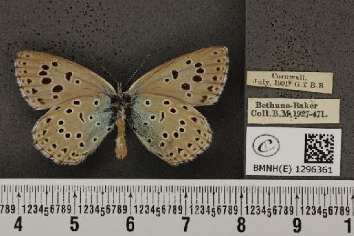 Maculinea arion eutyphron ab. unipuncta Courvoisier, 1907 - BMNHE_1296361_147367