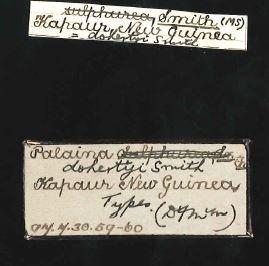 Palaina dohertyi E. A. Smith, 1897 - 1897.7.30.53-56, SYNTYPES, Palaina dohertyi Smith, 1897 - original label