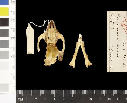 Pseudocheirus (Pseudocheirus) canescens - 1906.1.26.2_Skull_Ventral