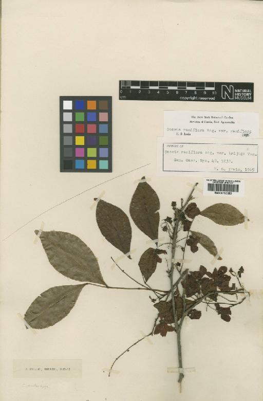 Chamaecrista ensiformis var. ensiformis (Vell.) H.S.Irwin & Barneby - BM000793253