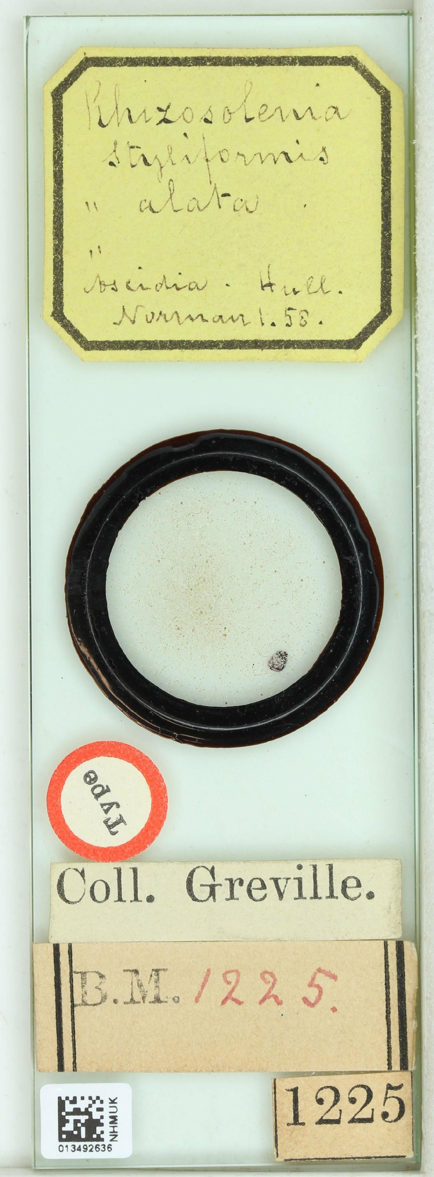 To NHMUK collection (Proboscia alata (Brightw.) Sundström; Lectotype; NHMUK:ecatalogue:4732460)