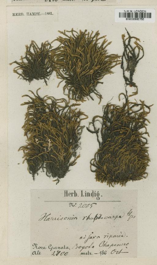 Hedwigidium integrifolium (P.Beauv.) Dixon - BM000960783