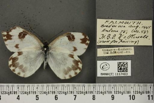 Pontia daplidice (Linnaeus, 1758) - BMNHE_1117483_68925