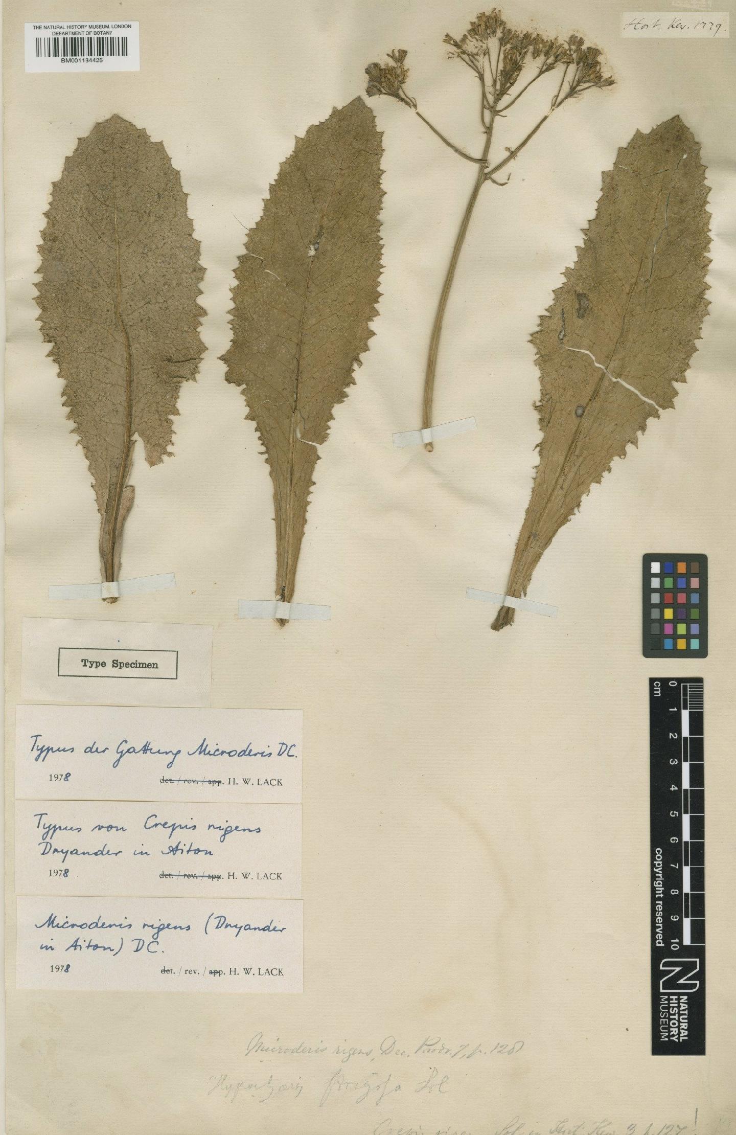 To NHMUK collection (Picris rigens (Aiton) Benth. & B.D.Jacks.; Type; NHMUK:ecatalogue:2932338)