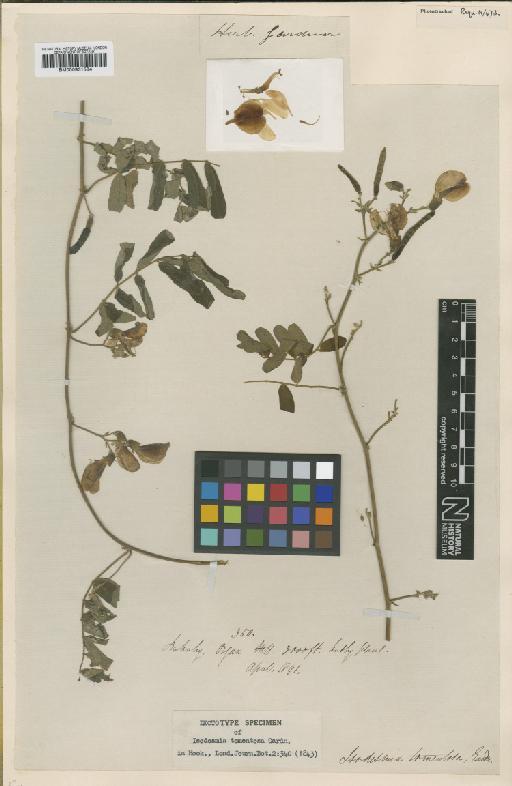 Chaetocalyx tomentosa (Gardner) Rudd - BM000931584