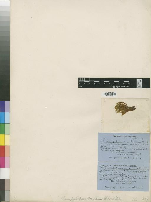 Campylopus savannarum (Müll.Hal.) Mitt. - BM000870183_a