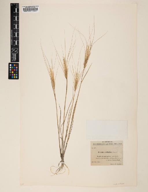 Elymus caput-medusae L. - 000013912