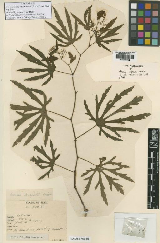 Cissus craibii subsp. dissecta (Craib) Trias-Blasi & J.Parn. - BM000838326