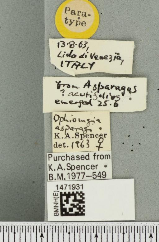Ophiomyia asparagi Spencer, 1964 - BMNHE_1471931_label_46996