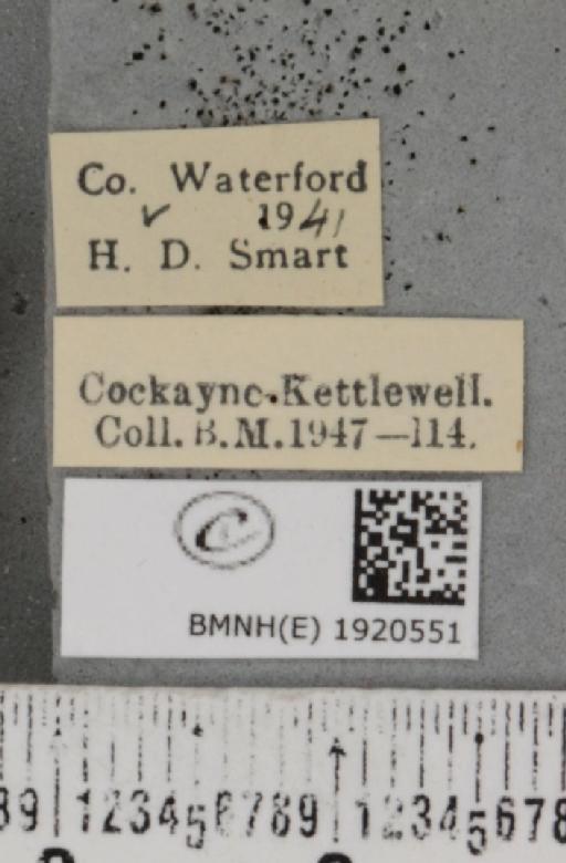 Ematurga atomaria (Linnaeus, 1758) - BMNHE_1920551_label_486427