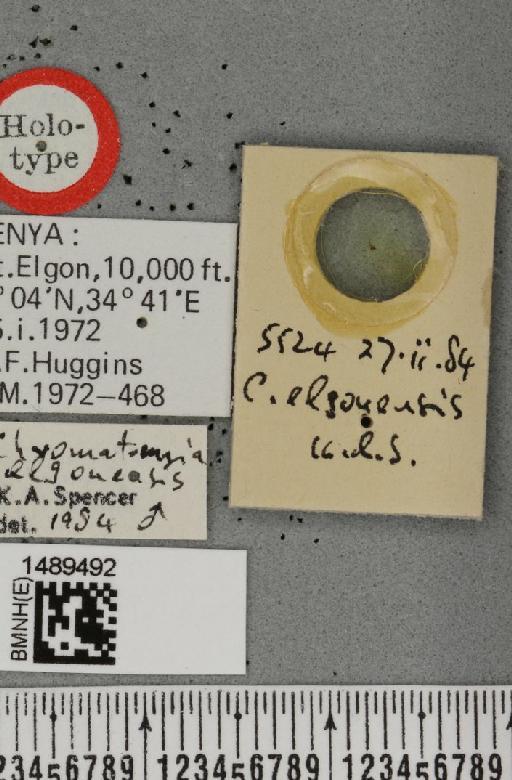 Chromatomyia elgonensis Spencer, 1985 - BMNHE_1489492_label_60541