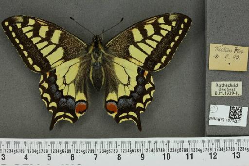 Papilio machaon britannicus ab. conclusa Uffeln, 1923 - BMNHE_1079285_64178