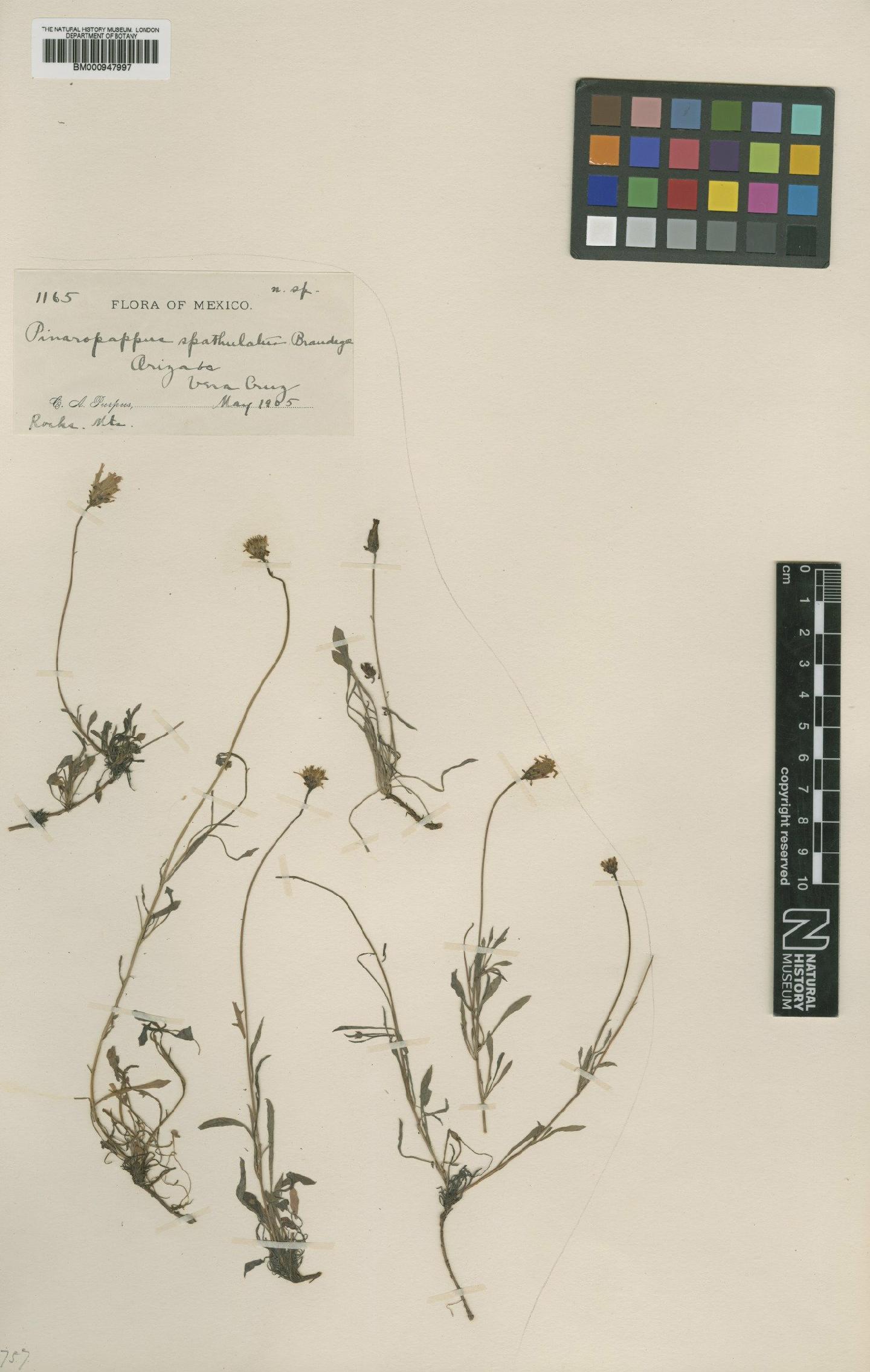 To NHMUK collection (Pinaropappus spathulatus Brandegee; Type; NHMUK:ecatalogue:621291)