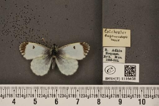 Anthocharis cardamines britannica Verity, 1908 - BMNHE_1116408_68535