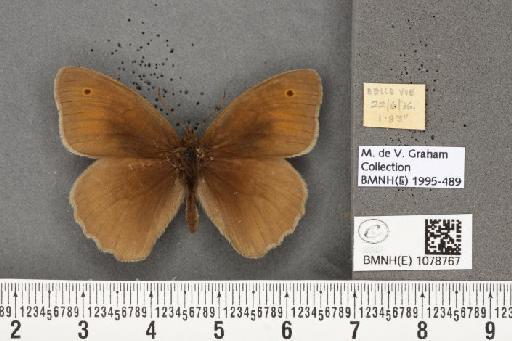 Maniola jurtina insularis (Thomson, 1969) - BMNHE_1078767_62406