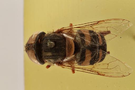 Eristalinus (Eristalodes) sexvittatus (Bigot, 1859) - Eristalinus sexvittatus HT dorsal habitus