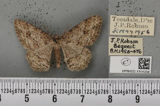 Ectropis crepuscularia ab. delamerensis Buchanan White, 1877 - BMNHE_1914268_482098