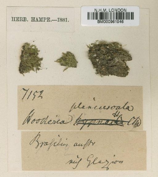 Hookeriopsis planiuscula (Hampe) A.Jaeger - BM000961946