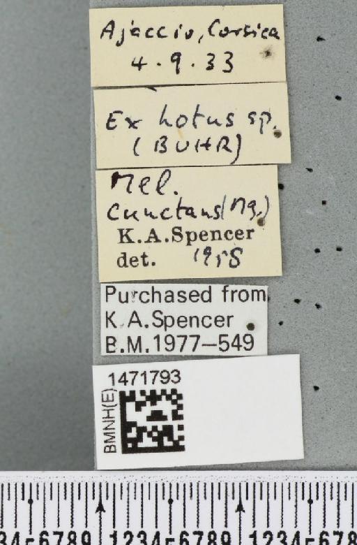 Melanagromyza cunctans (Meigen, 1830) - BMNHE_1471793_label_45281