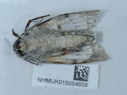 Acronicta aceris (Linnaeus, 1758) - 015054658_2