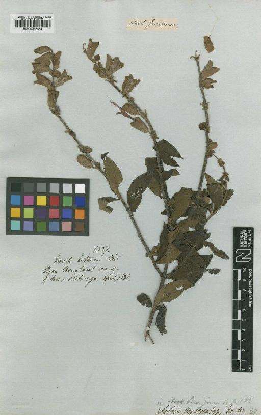 Salvia macrocalyx Gardner - BM000993034