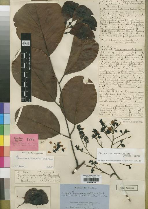 Pterocarpus rotundifolius (Sond.) Druce - BM000842419