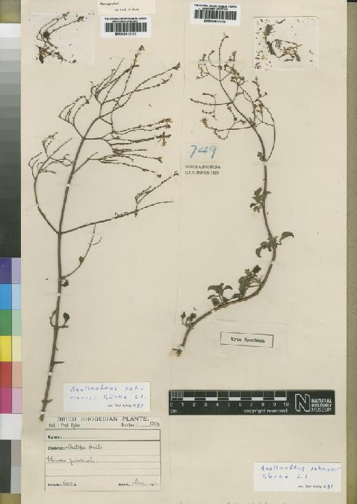 Aeollanthus rehmannii Gürke - BM000910122