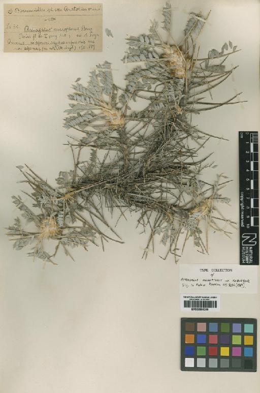 Astragalus micropterus Fisch. - BM000885258
