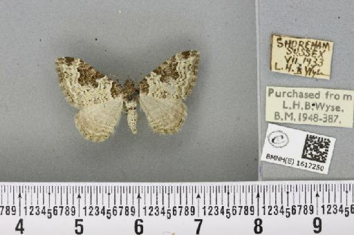 Xanthorhoe fluctuata fluctuata (Linnaeus, 1758) - BMNHE_1617250_309324