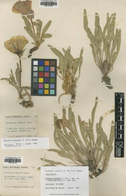 Oenothera howardii Wagner - BM001024338