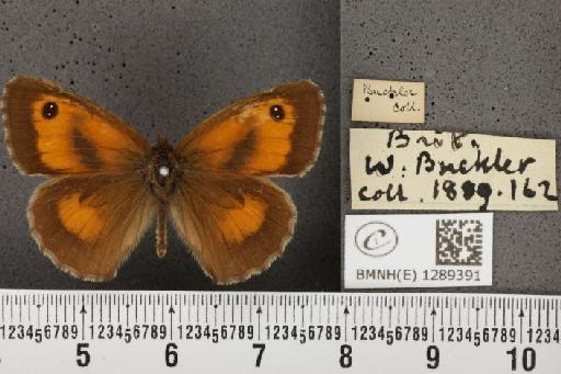 Pyronia tithonus britanniae (Verity, 1914) - BMNHE_1289391_125136