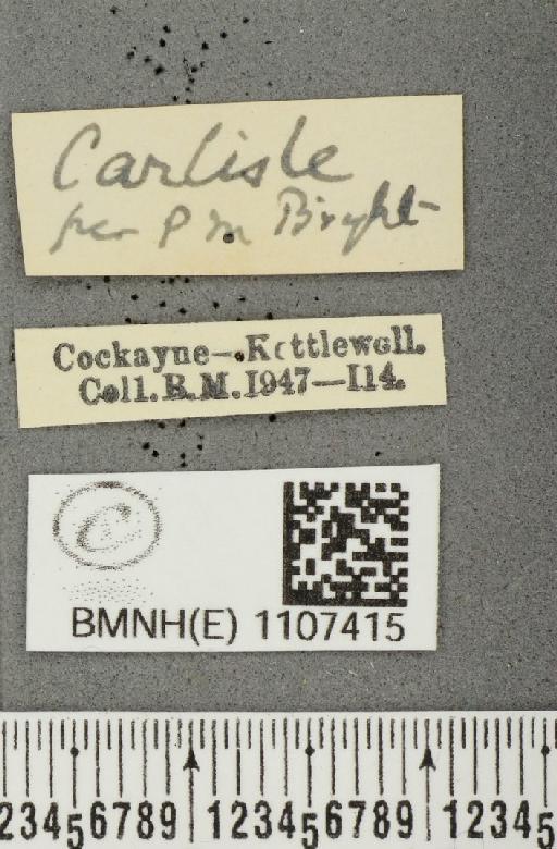 Euphydryas aurinia ab. suffusa Frohawk, 1938 - BMNHE_1107415_label_18721