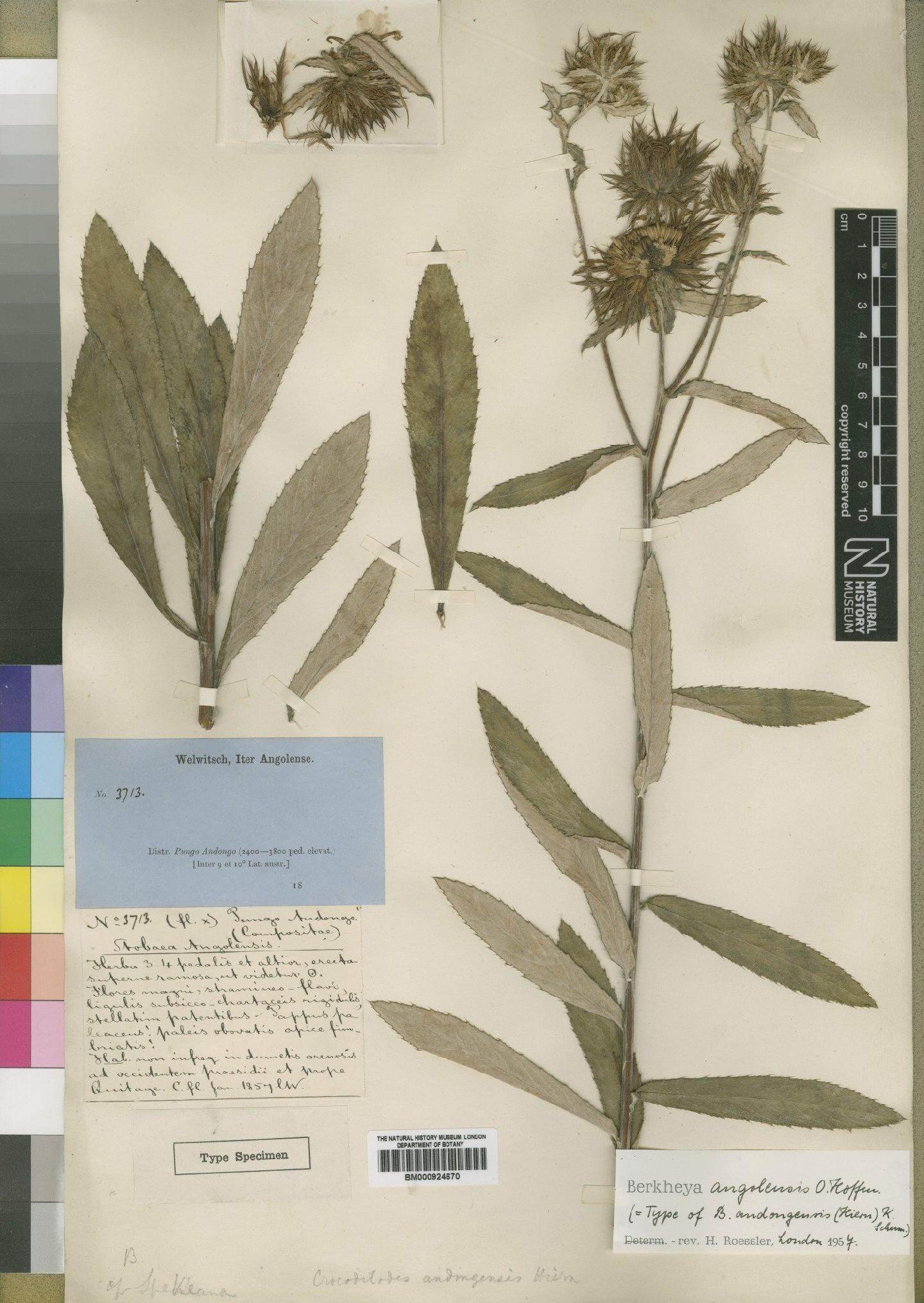To NHMUK collection (Berkheya angolensis O.Hoffm.; Type; NHMUK:ecatalogue:4553246)