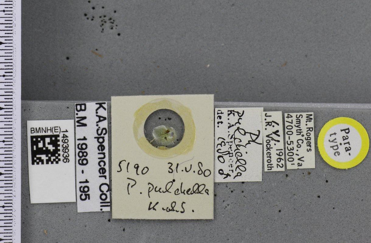 Phytomyza pulchella