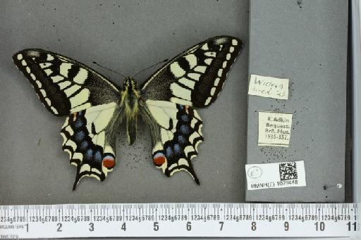 Papilio machaon britannicus ab. latelutea Goodson, 1959 - BMNHE_1079448_64813