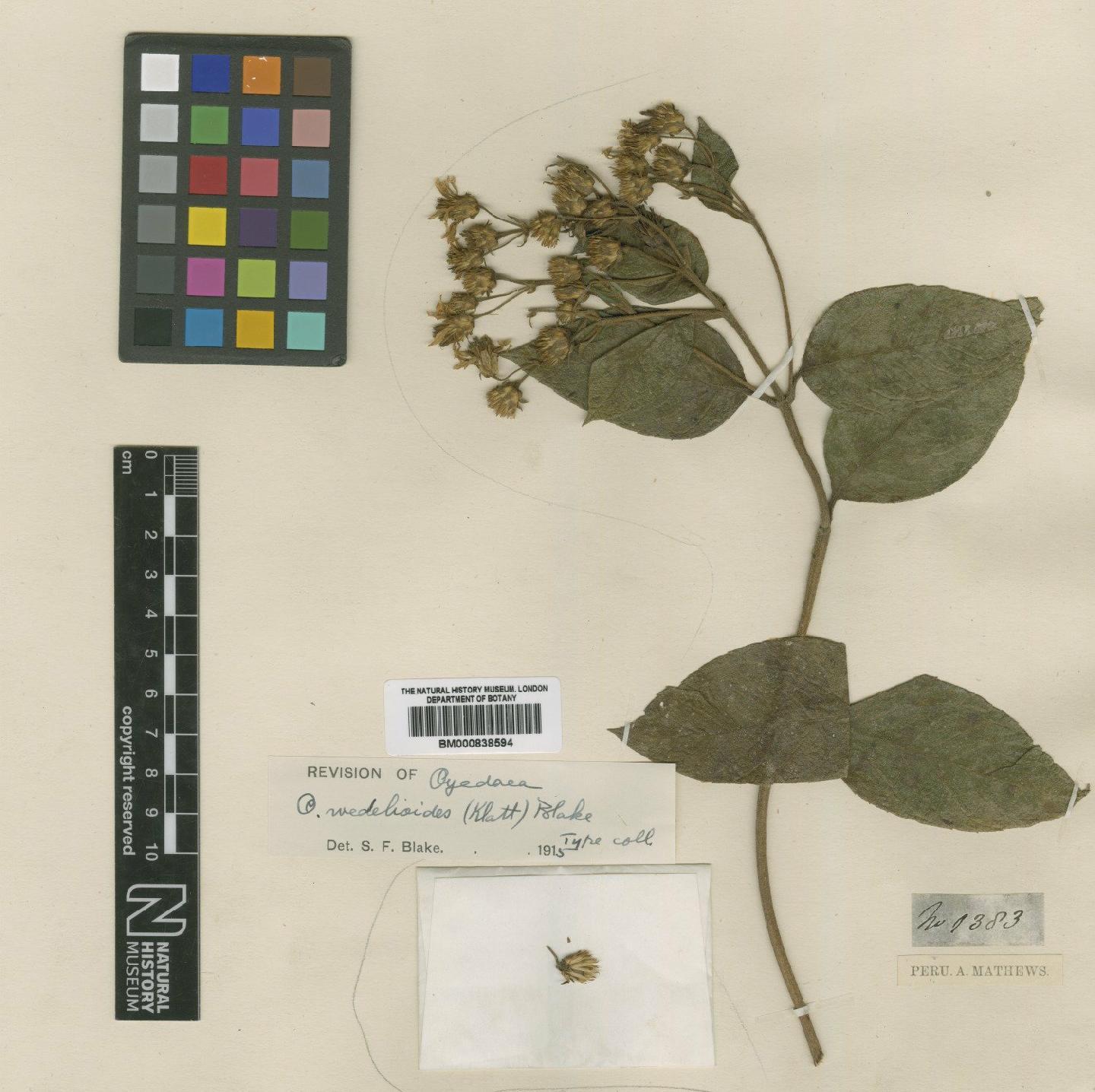 To NHMUK collection (Oyedaea wedelioides (Klatt) Blake; Isotype; NHMUK:ecatalogue:4992725)