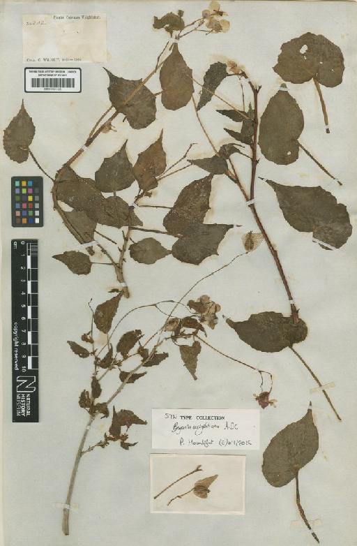 Begonia wrightiana A.DC. - BM001191425