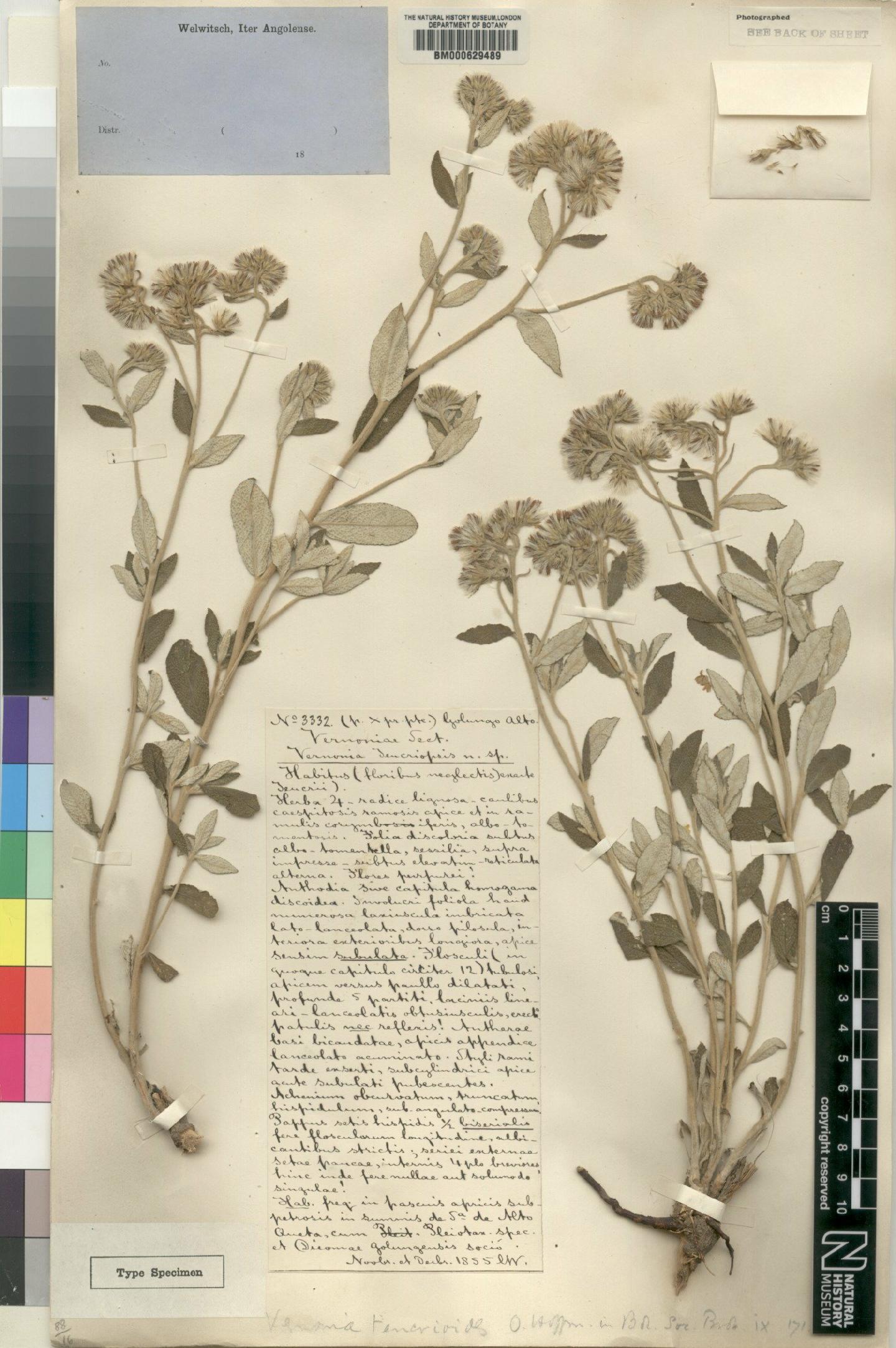 To NHMUK collection (Vernonia teucrioides O.Hoffm.; Type; NHMUK:ecatalogue:4528646)