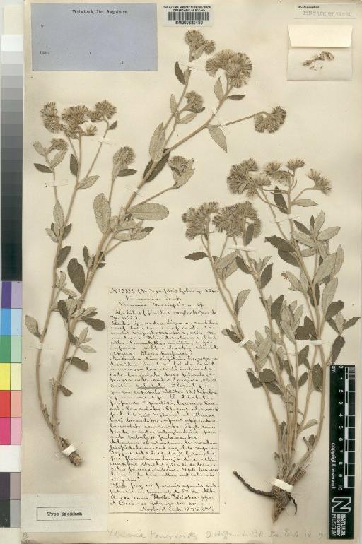 Vernonia teucrioides O.Hoffm. - BM000629489