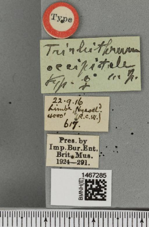 Trirhithrum occipitale Bezzi, 1918 - BMNHE_1467285_label_27620