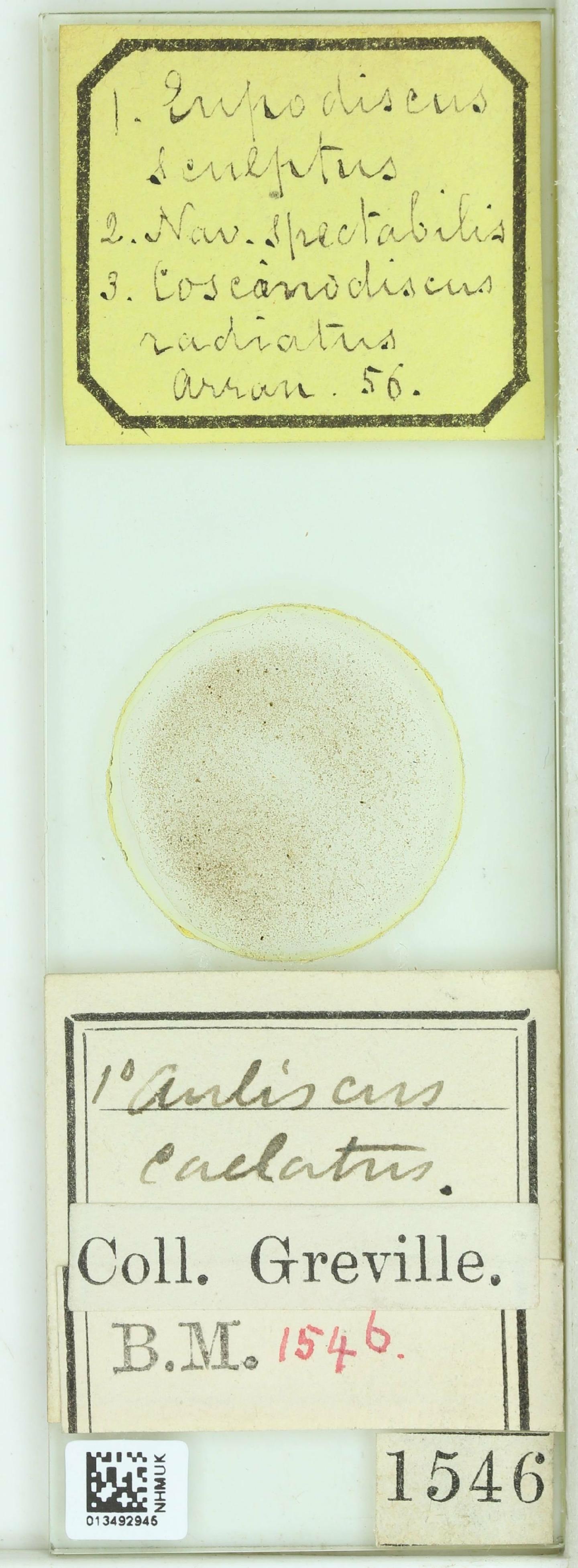 To NHMUK collection (Eupodiscus sculptus W.Sm.; NHMUK:ecatalogue:4733712)