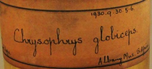 Chrysophrys globiceps Valenciennes in Cuvier & Valenciennes, 1830 - BMNH 1930.9.30.5-6, Chrysophrys globiceps label