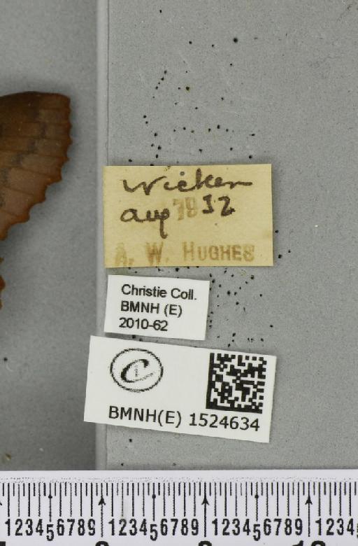 Gastropacha quercifolia (Linnaeus, 1758) - BMNHE_1524634_label_198688