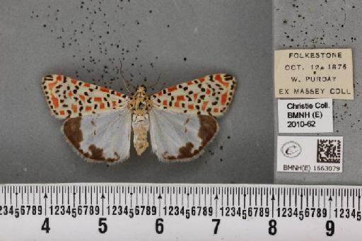 Utetheisa pulchella (Linnaeus, 1758) - BMNHE_1663079_283454
