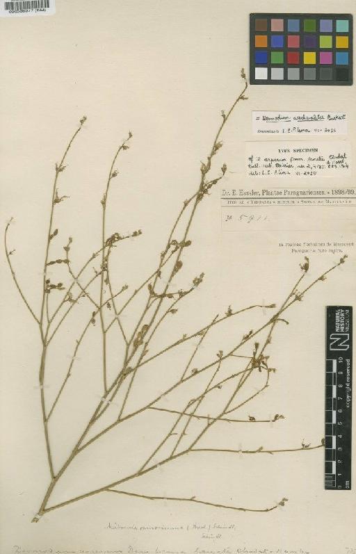 Desmodium arechavaletae Burkart - BM000538277