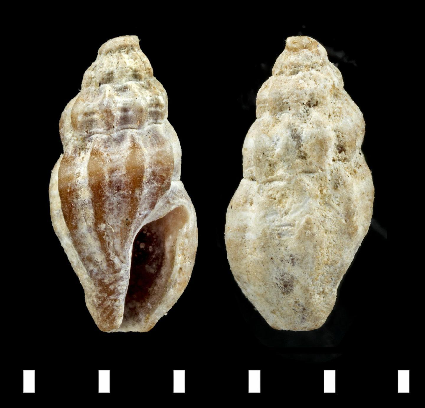 To NHMUK collection (Pleurotoma guarani d'Orbigny, 1841; HOLOTYPE; NHMUK:ecatalogue:7095637)