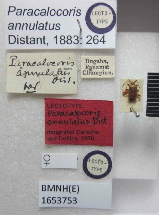 Paracalocoris annulatus Distant, 1883 - Paracalocoris annulatus-BMNH(E)1653753-Lectotype female dorsal & labels