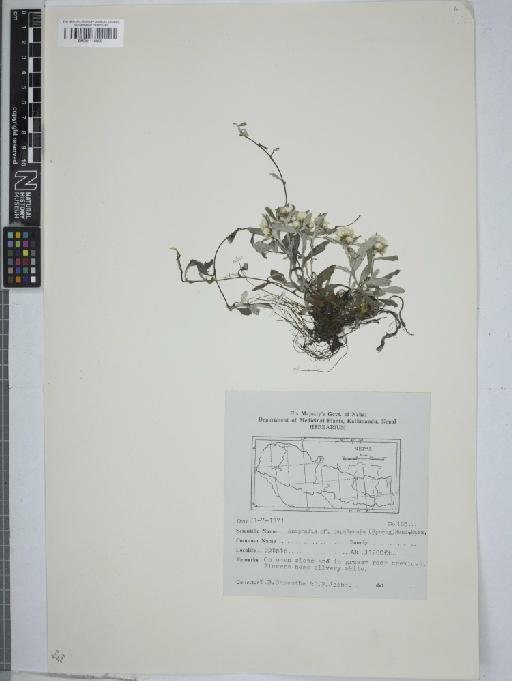 Anaphalis nepalensis (Spreng.) -Mazz - 001116059